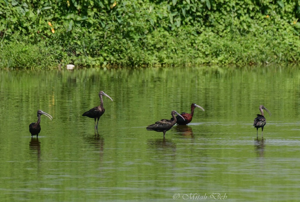 ibis hnědý - ML619519332