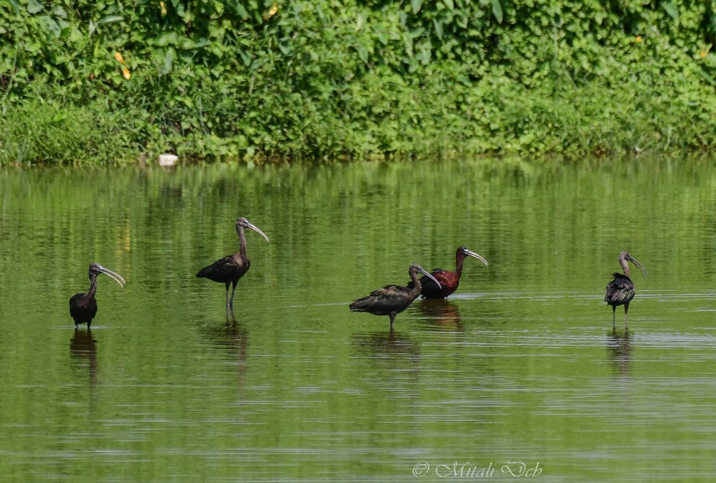 Glossy Ibis - Mitali Deb