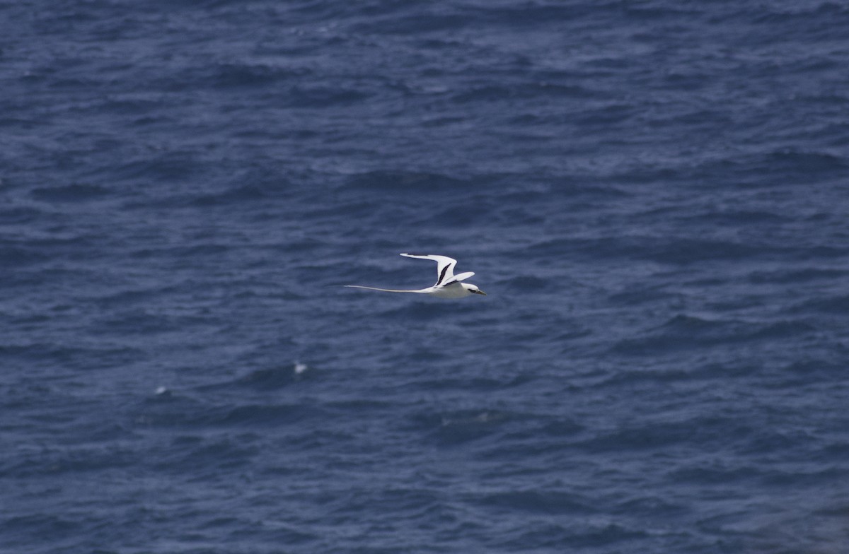 White-tailed Tropicbird - Keane Sammon