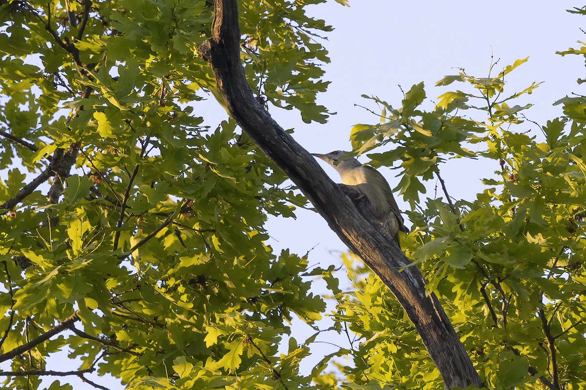 Gray-headed Woodpecker - Delfin Gonzalez