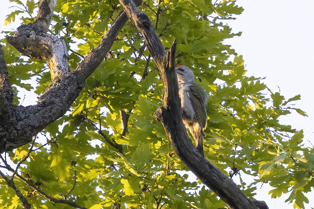 Gray-headed Woodpecker - Delfin Gonzalez