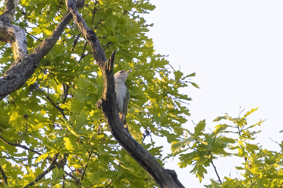 Gray-headed Woodpecker - Delfin Gonzalez