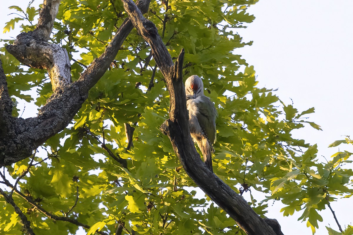 Gray-headed Woodpecker - Delfin Gonzalez