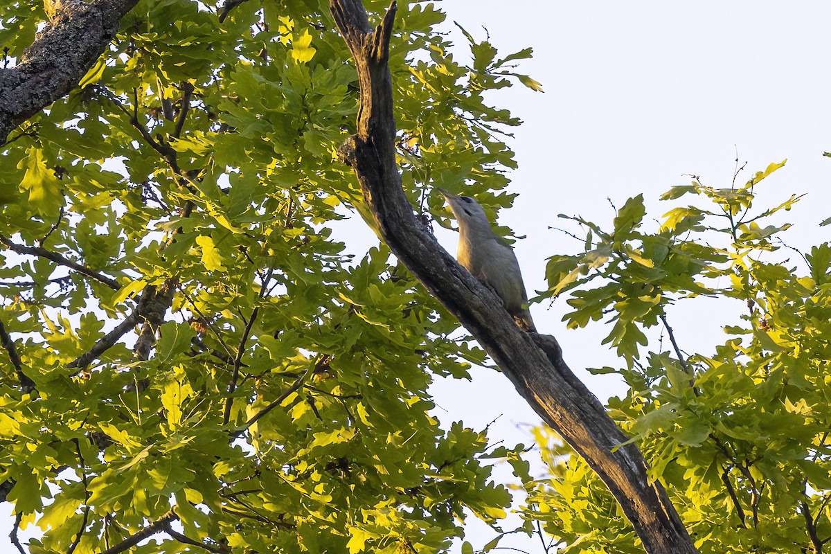 Gray-headed Woodpecker - Delfin Gonzalez