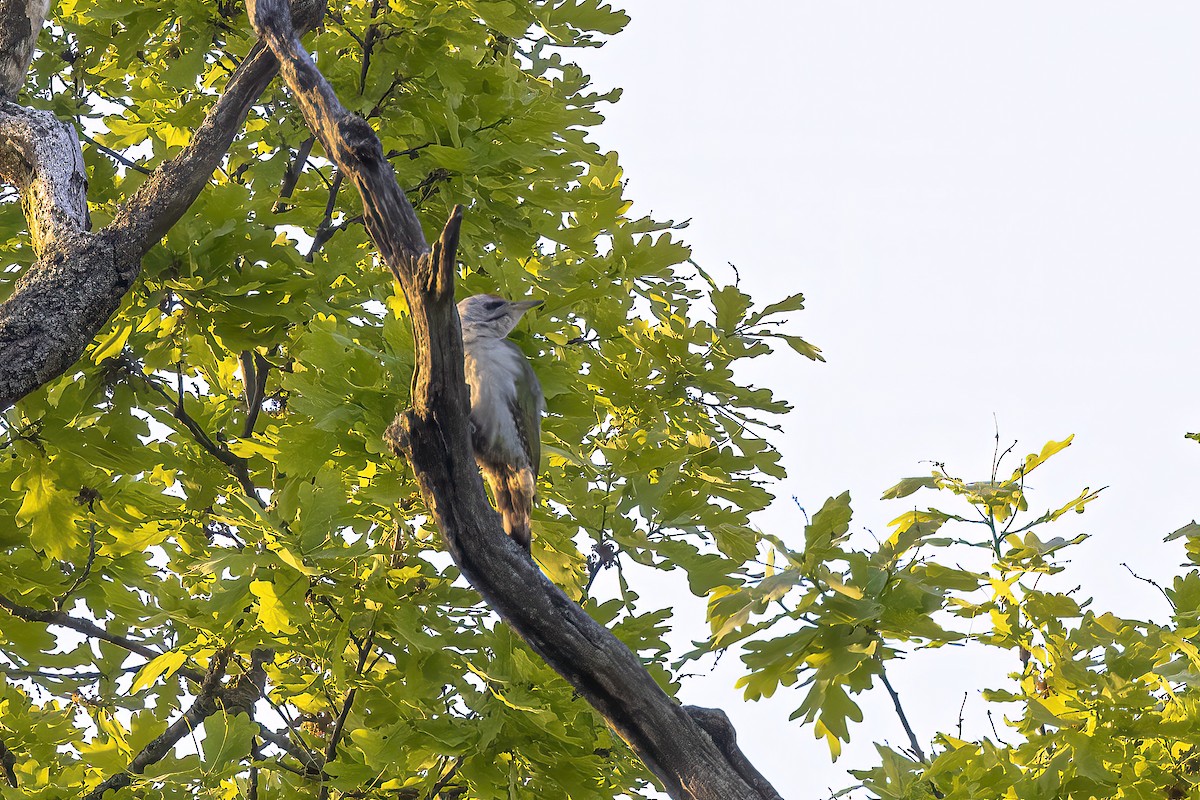 Gray-headed Woodpecker - Delfin Gonzalez