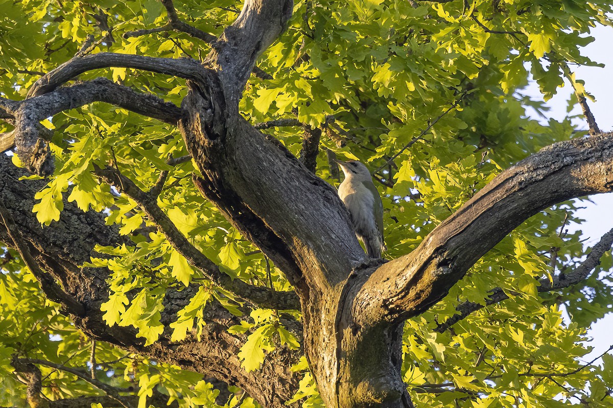 Gray-headed Woodpecker - Delfin Gonzalez