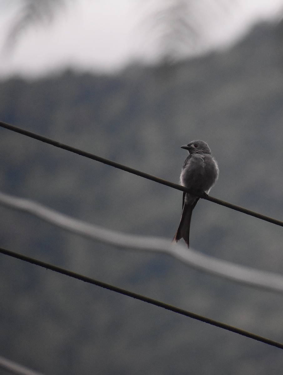 Ashy Drongo - Mehdi Sadak