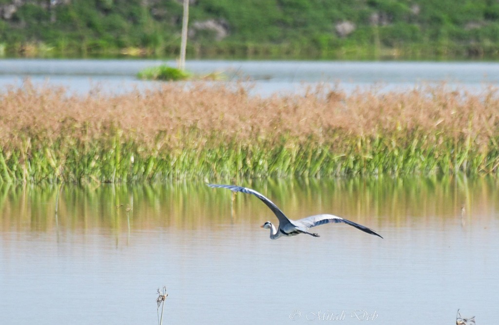 Gray Heron - Mitali Deb