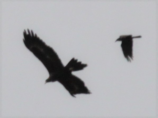 Wedge-tailed Eagle - Richard Shirky