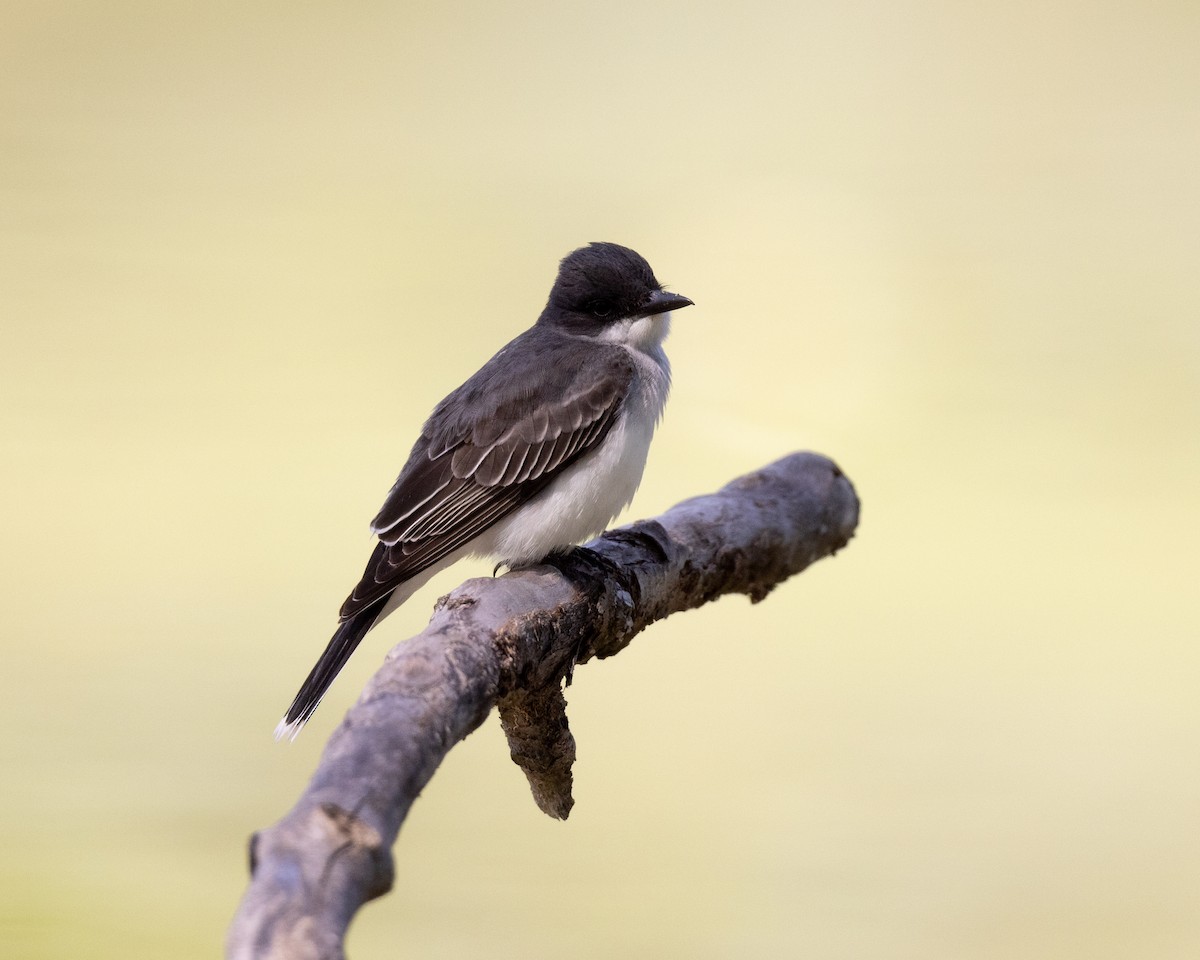 Eastern Kingbird - Varun Sharma