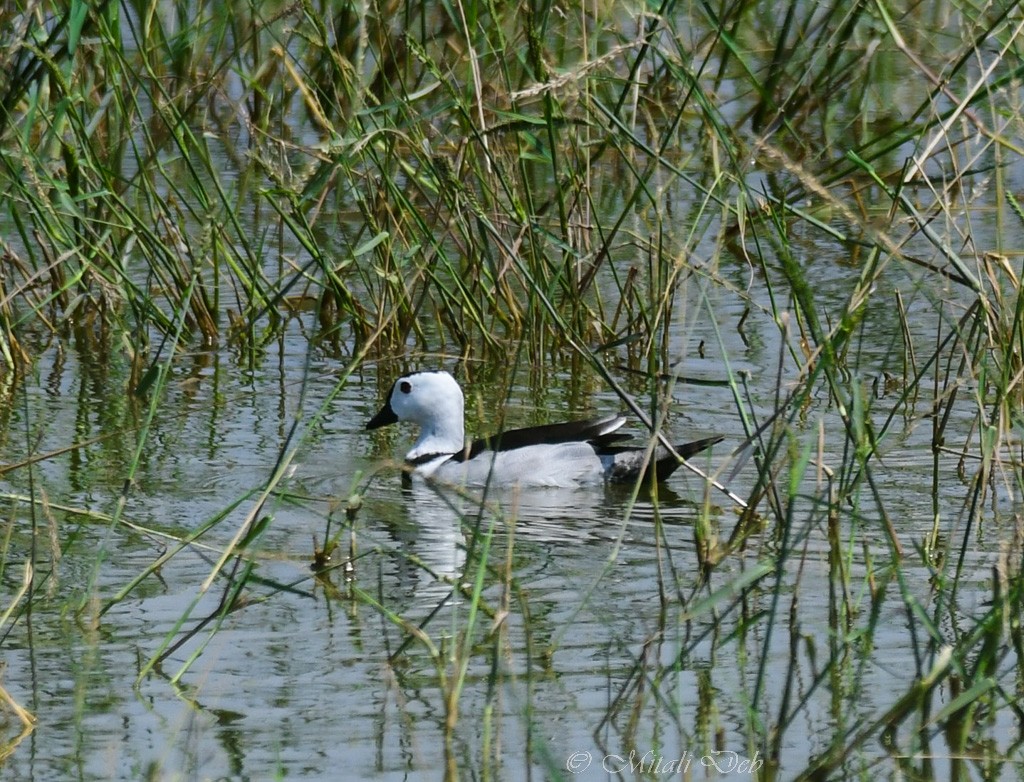 Cotton Pygmy-Goose - Mitali Deb