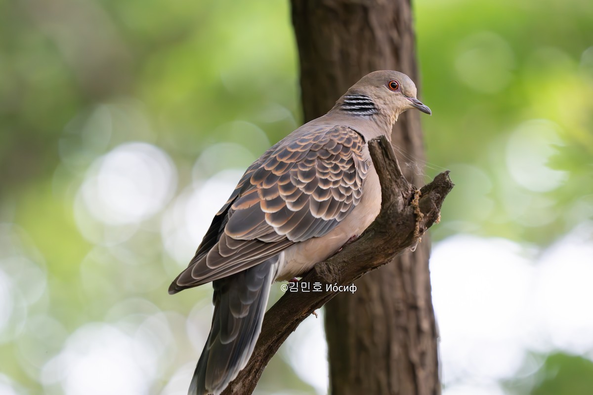 Oriental Turtle-Dove - Min-Ho Kim