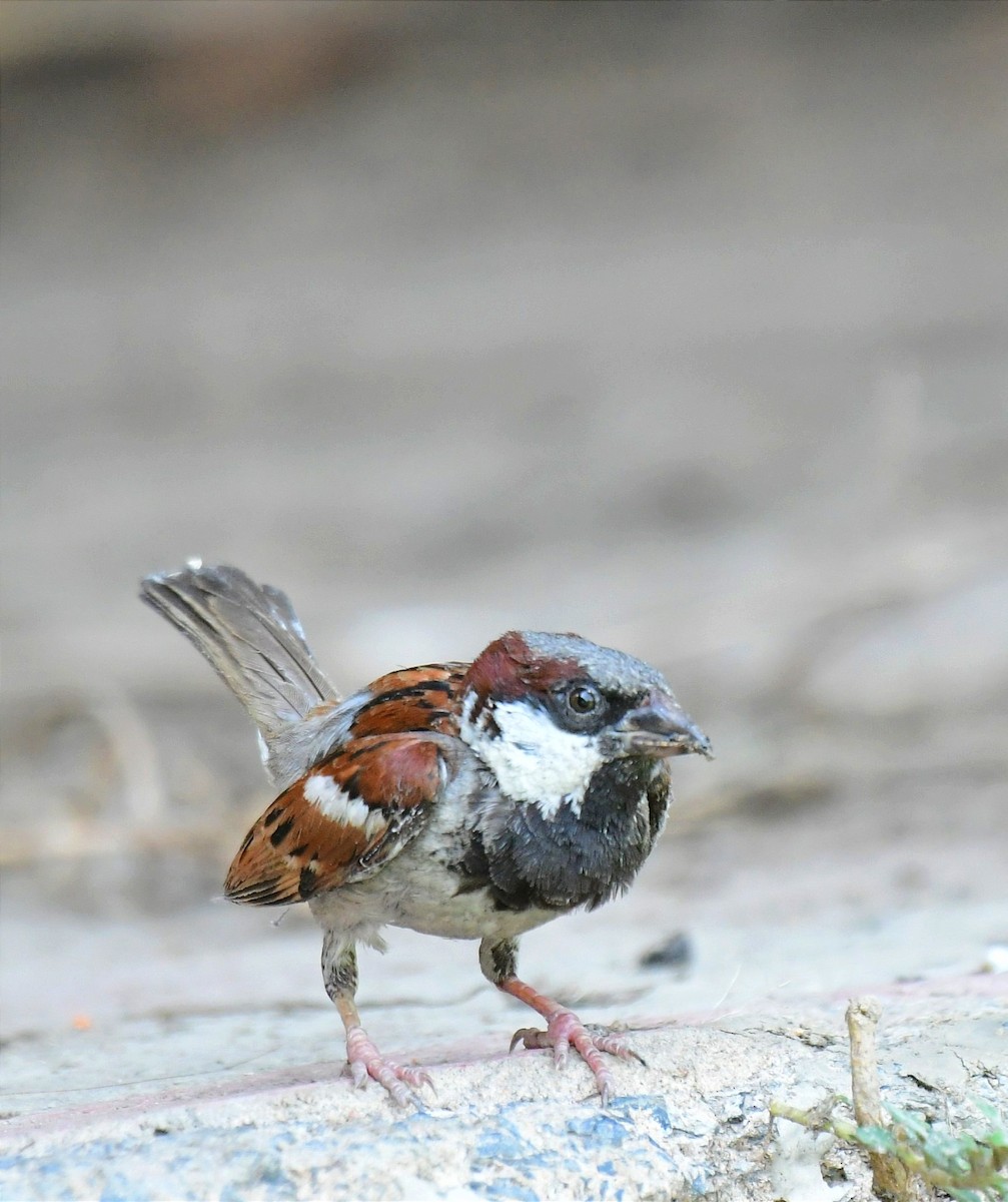 House Sparrow - Mitali Deb