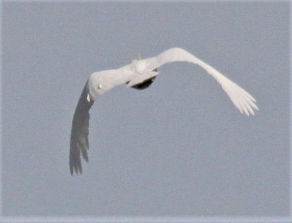 Sulphur-crested Cockatoo - Richard Shirky