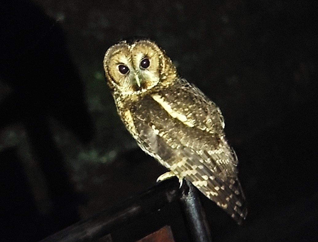 Himalayan Owl - ML619519379