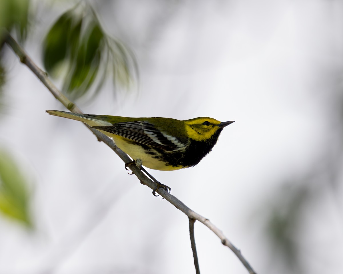 Black-throated Green Warbler - Varun Sharma