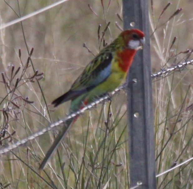 Eastern Rosella - Richard Shirky