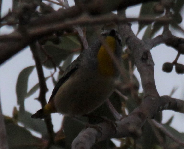 Spotted Pardalote - Richard Shirky