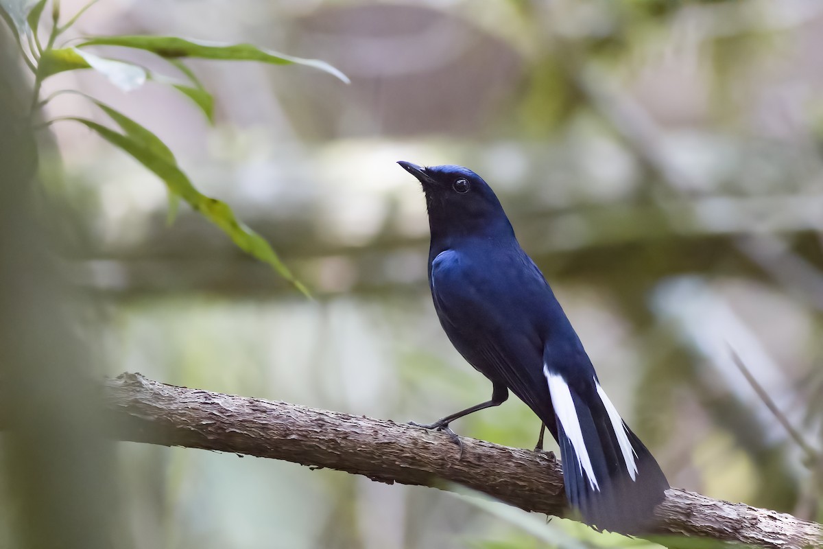 White-tailed Robin - ML619519390