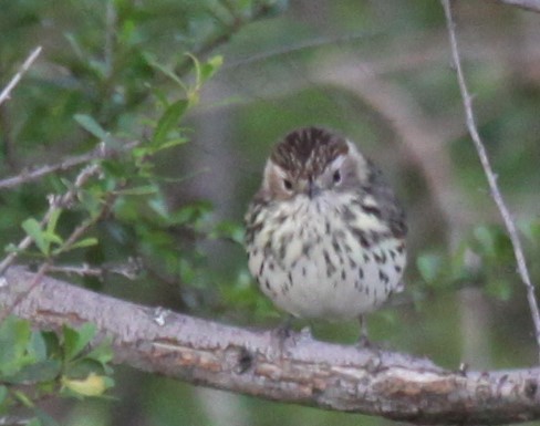 Speckled Warbler - Richard Shirky