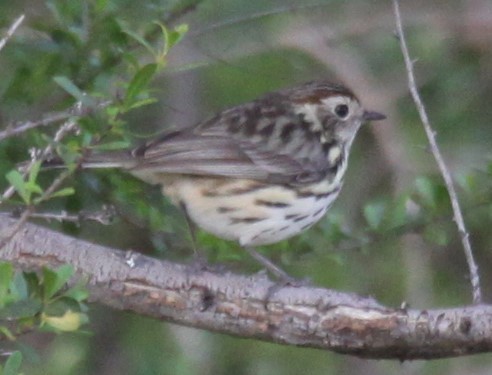 Speckled Warbler - Richard Shirky