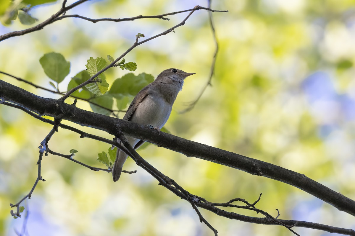 Thrush Nightingale - Delfin Gonzalez