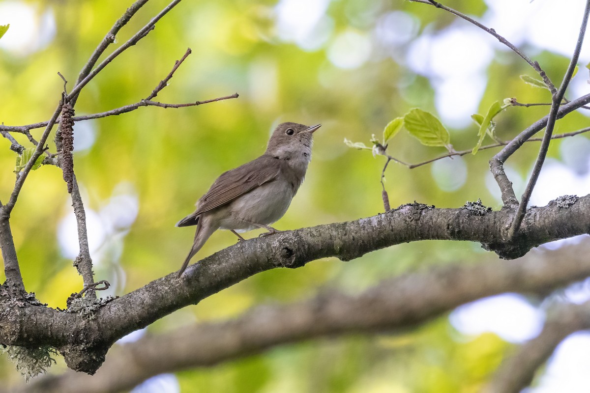 Thrush Nightingale - Delfin Gonzalez