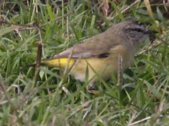 Yellow-rumped Thornbill - Richard Shirky