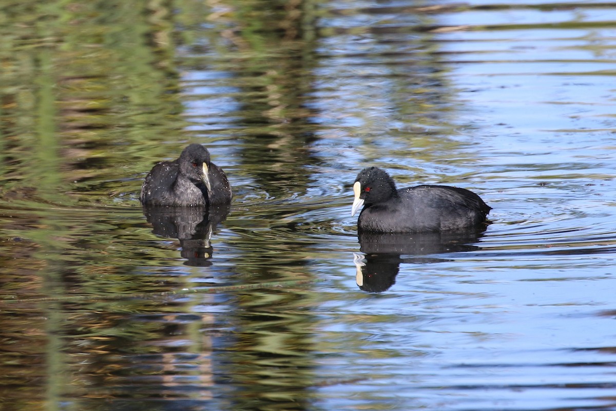 Eurasian Coot - Deb & Rod R