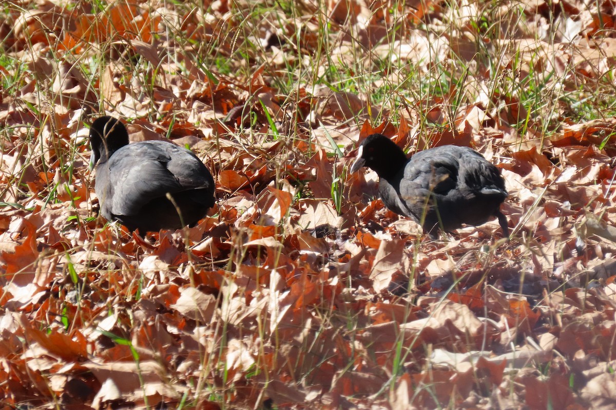 Eurasian Coot - Deb & Rod R