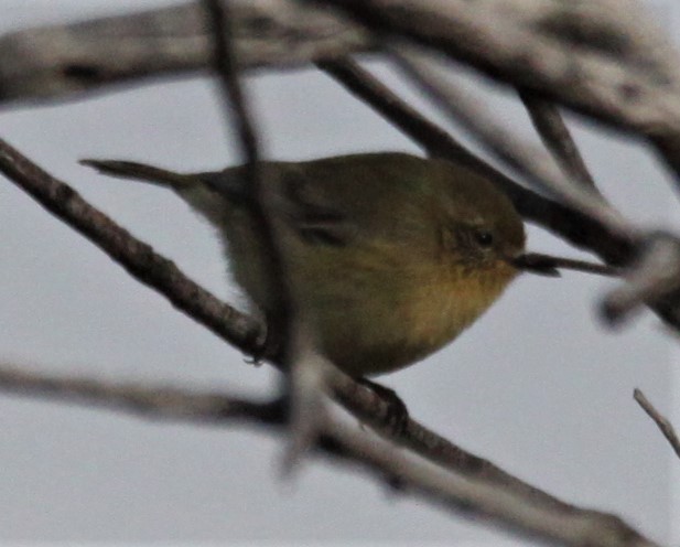 Yellow Thornbill - ML619519423