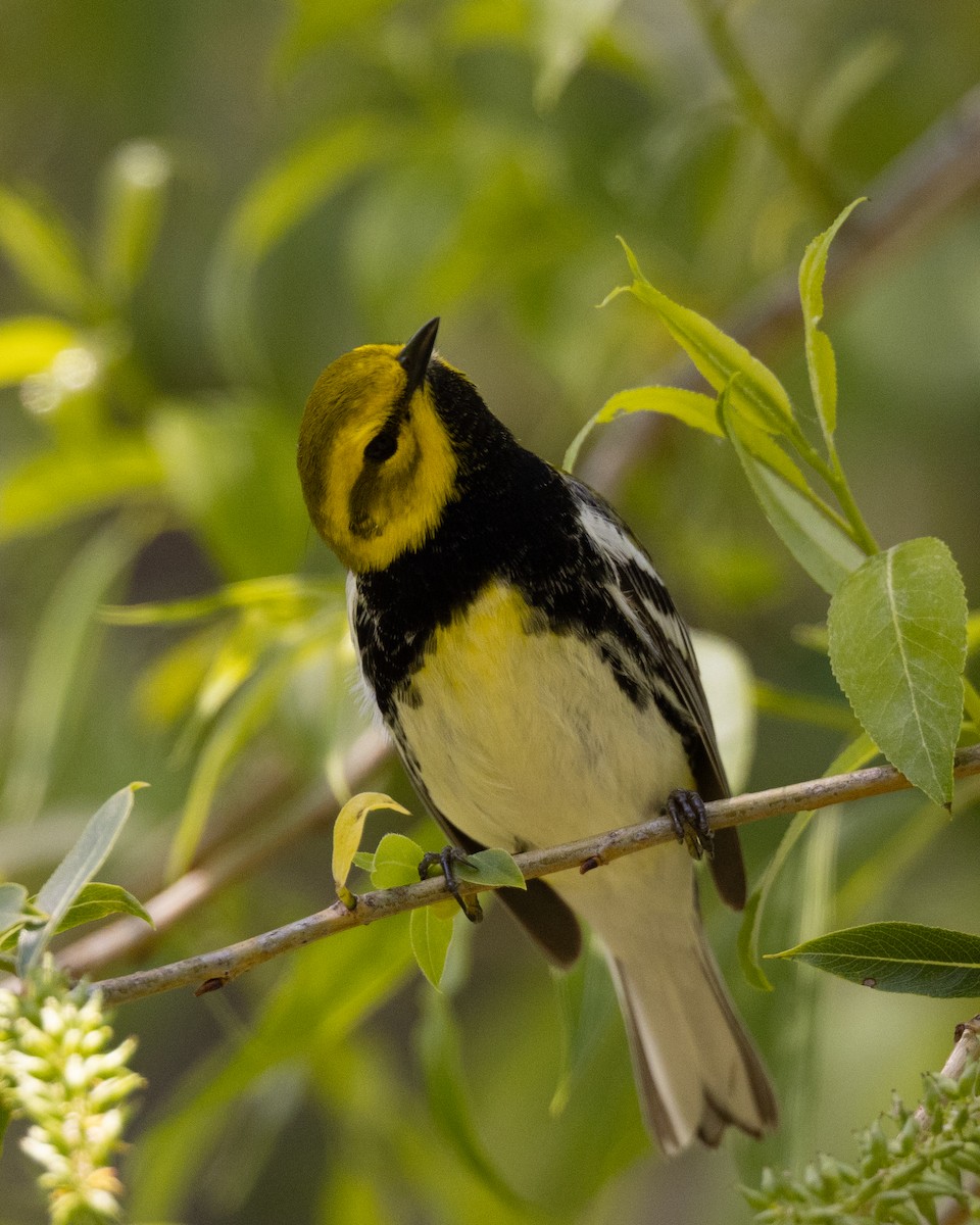 Black-throated Green Warbler - Varun Sharma