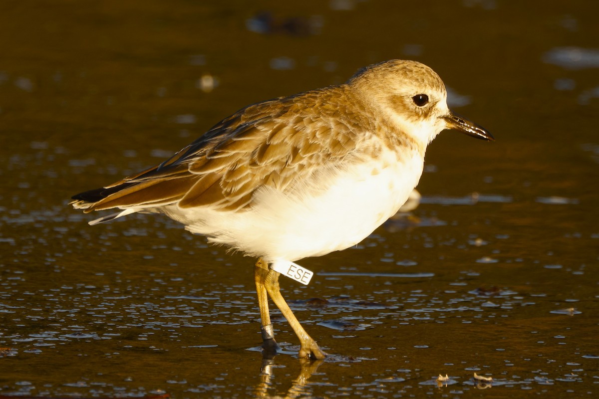 Red-breasted Dotterel - ML619519431