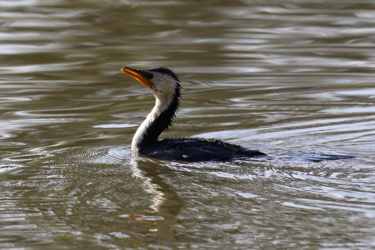 Little Pied Cormorant - Deb & Rod R