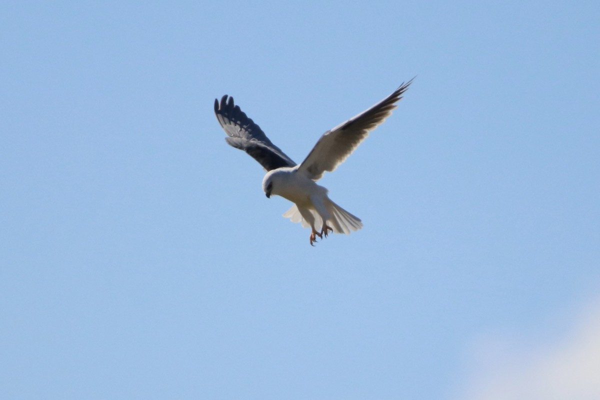 Black-shouldered Kite - Deb & Rod R