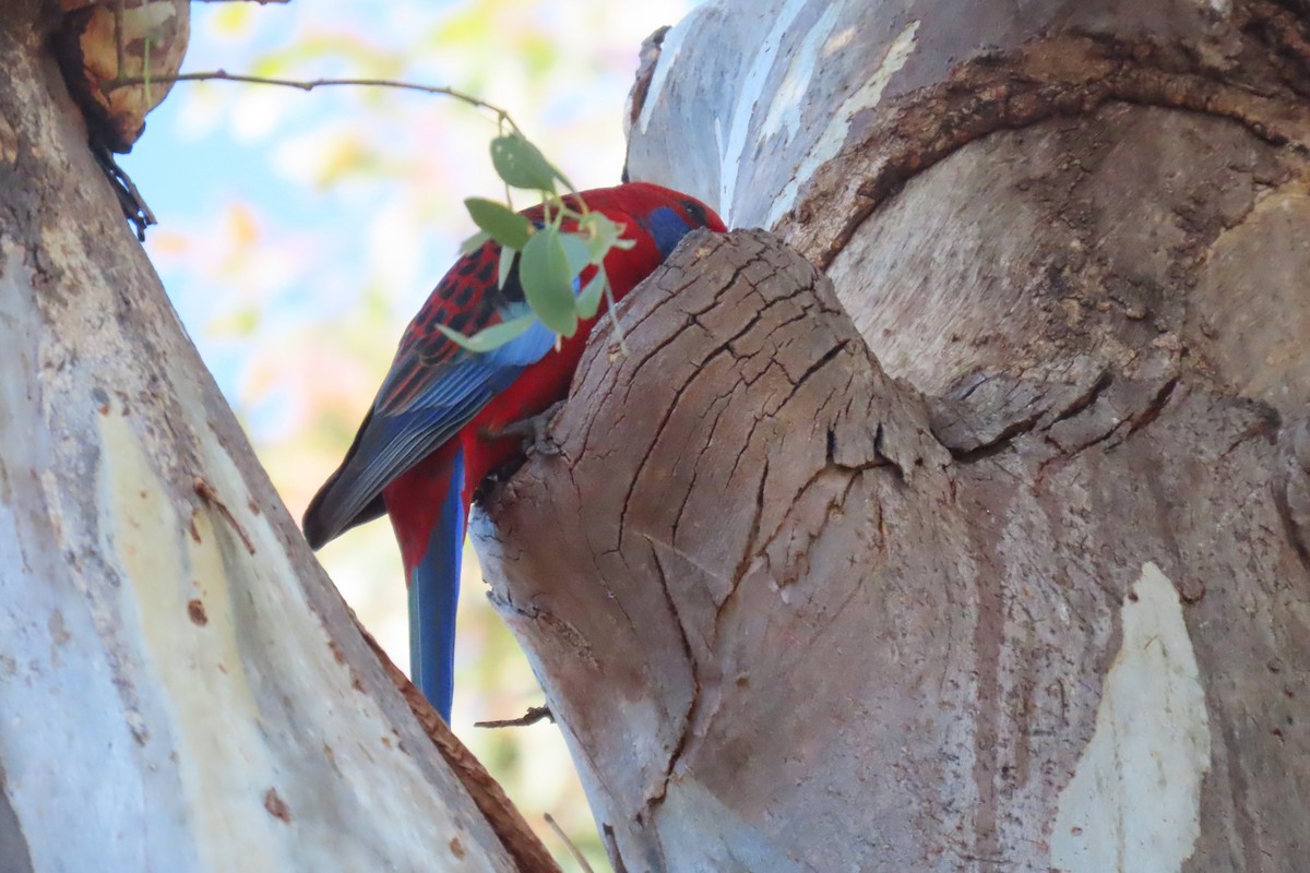 Crimson Rosella - ML619519438