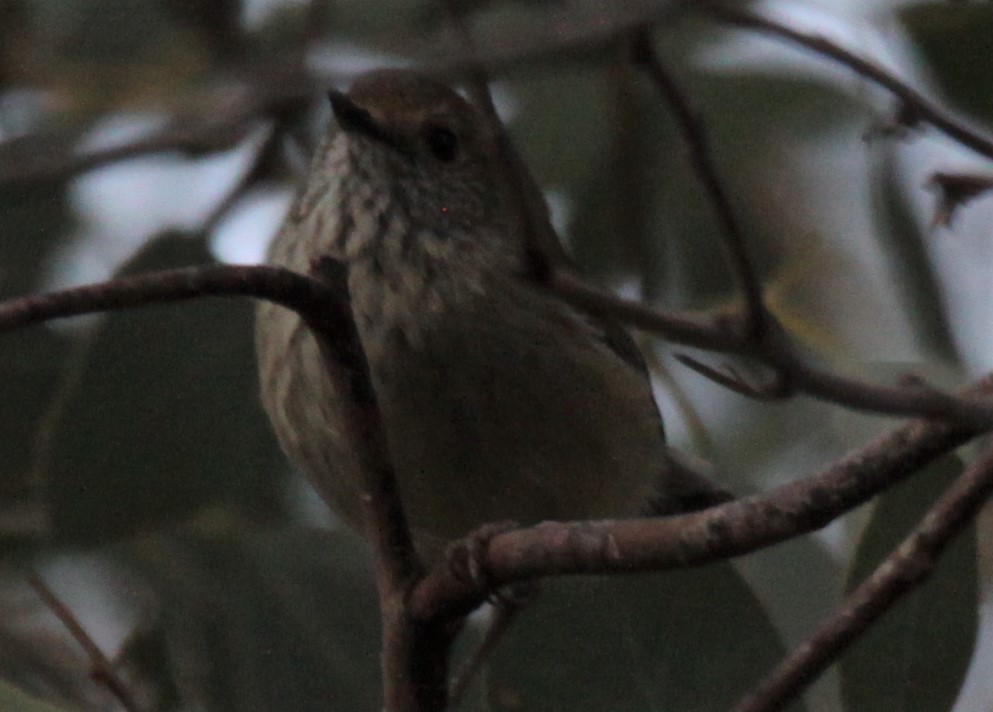 Brown Thornbill - Richard Shirky