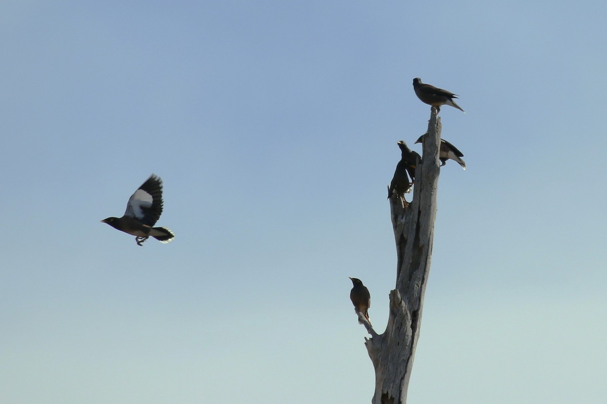 Common Myna - Deb & Rod R