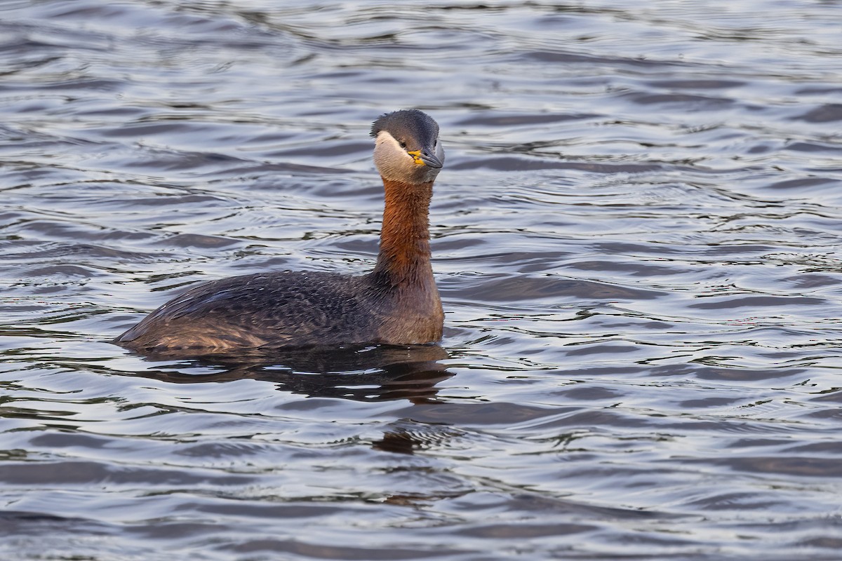 Red-necked Grebe - Delfin Gonzalez