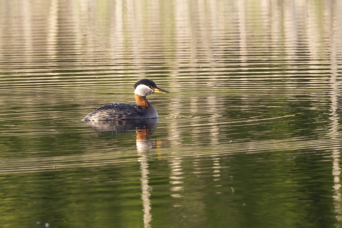 Red-necked Grebe - Delfin Gonzalez