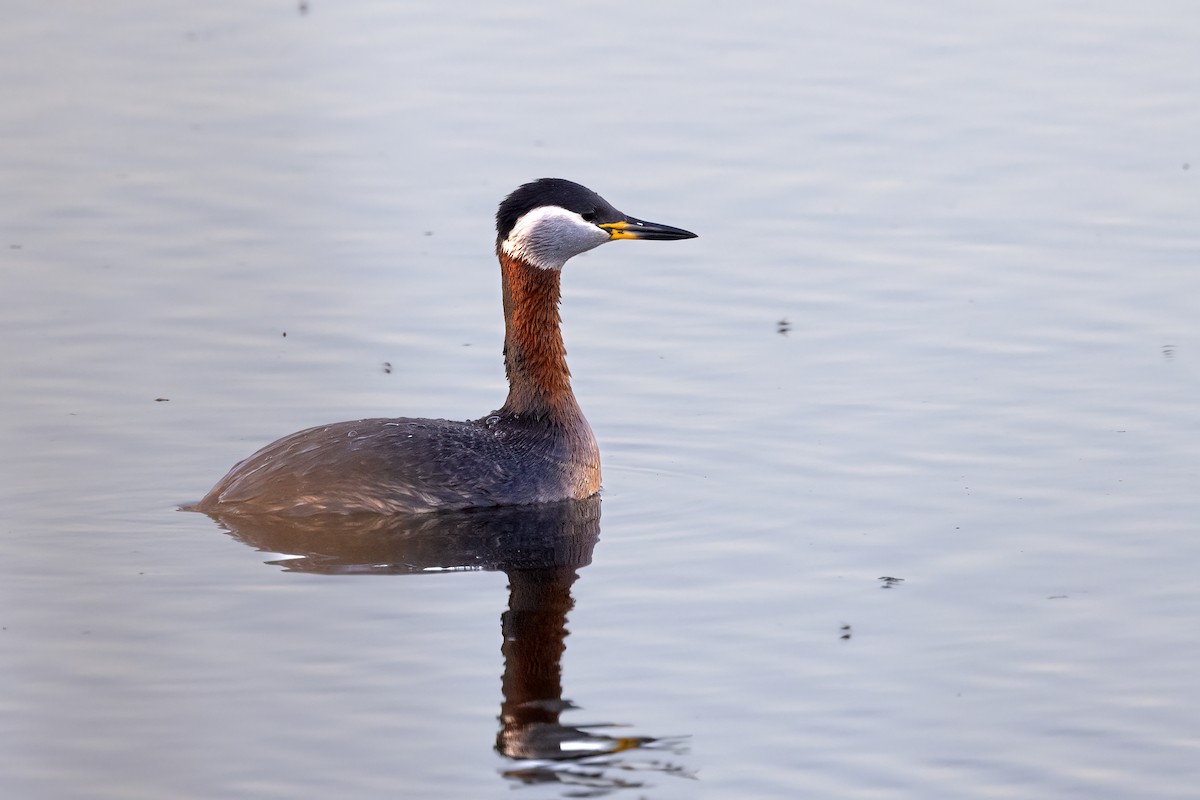 Red-necked Grebe - Delfin Gonzalez