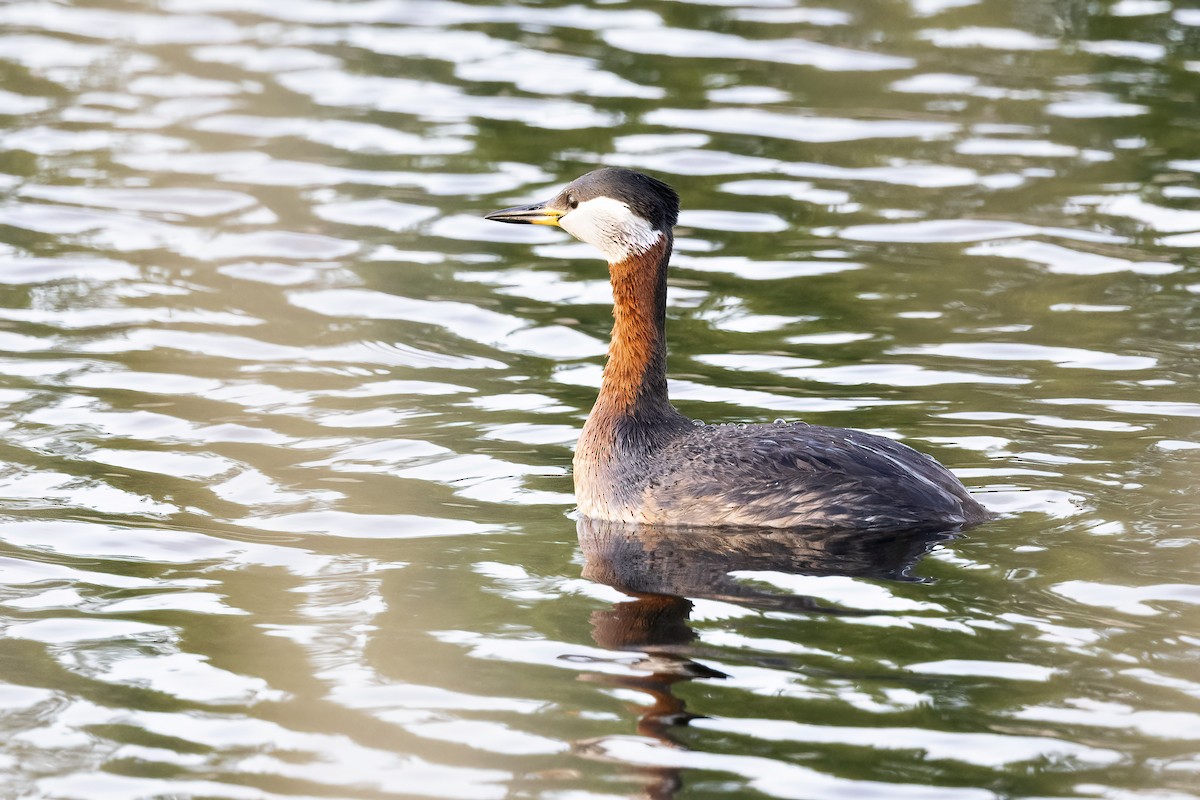 Red-necked Grebe - Delfin Gonzalez