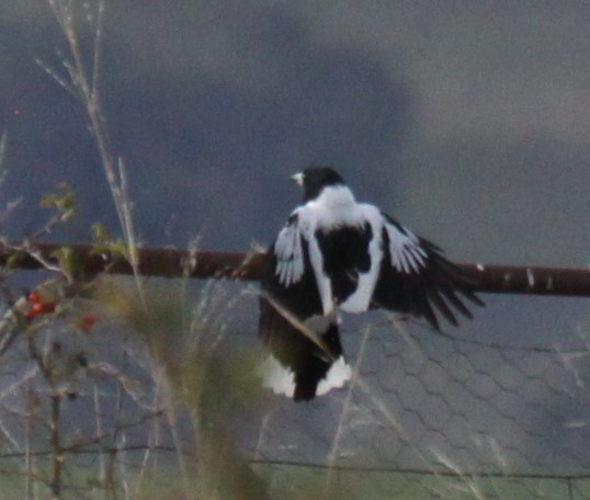 Pied Butcherbird - ML619519475