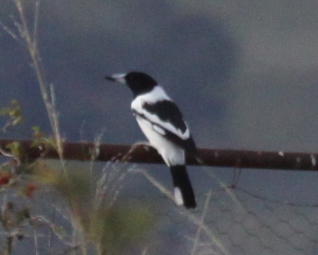 Pied Butcherbird - Richard Shirky