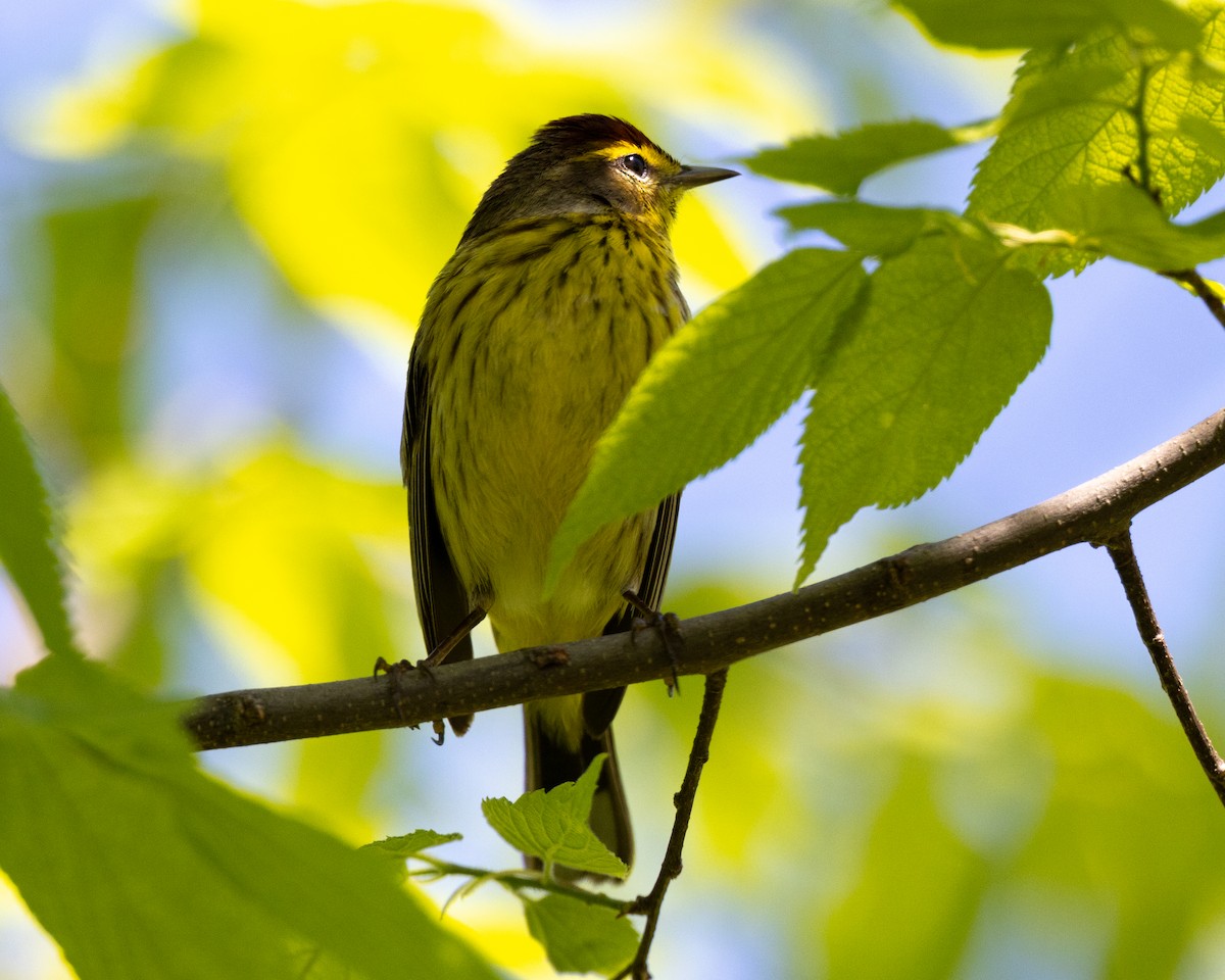 Cape May Warbler - Varun Sharma