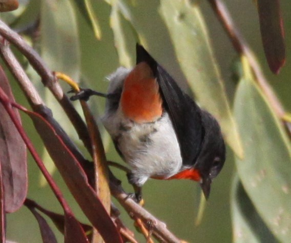 Mistletoebird - Richard Shirky