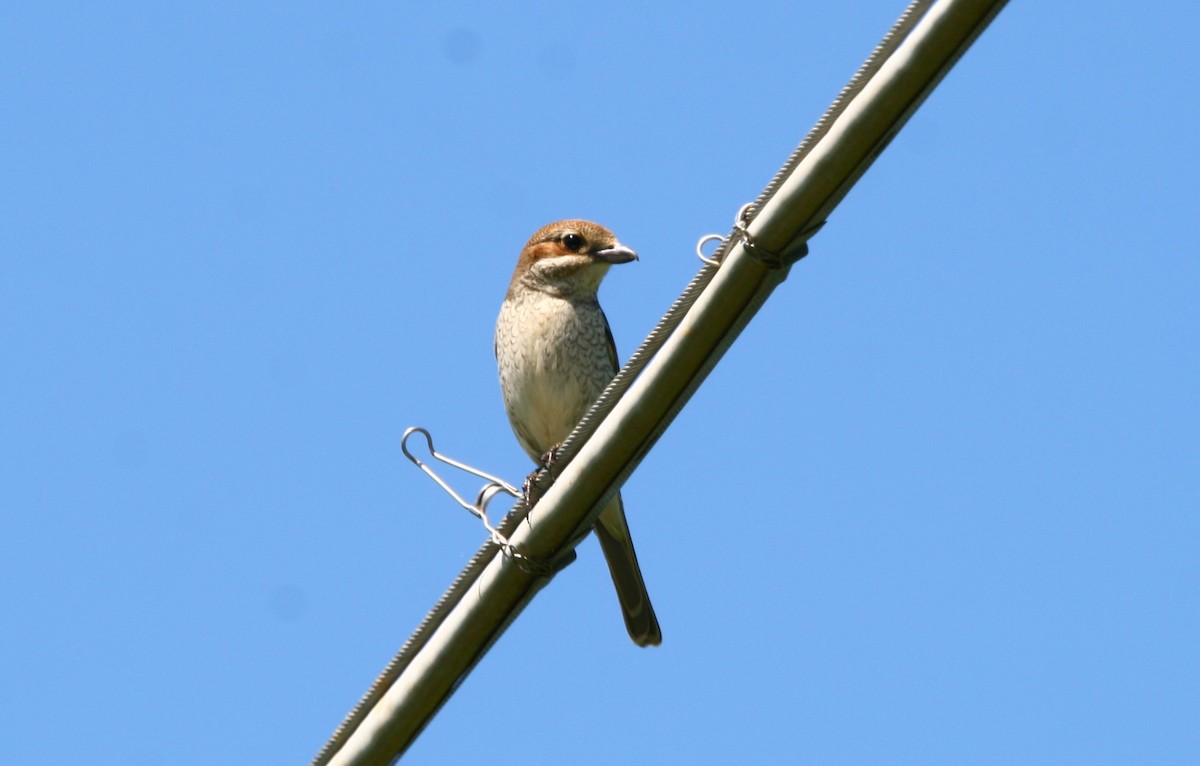 Red-backed Shrike - Elan Federico Zucchetti