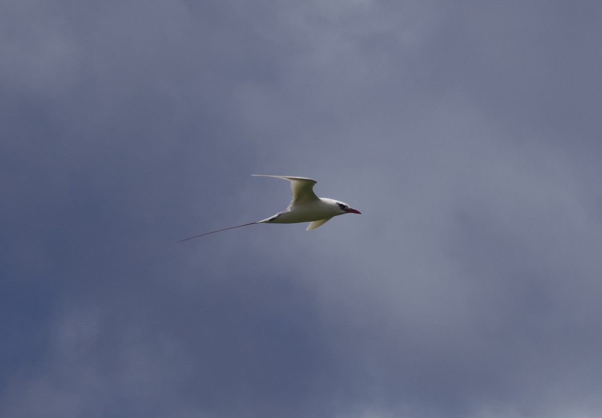 Red-tailed Tropicbird - Keane Sammon