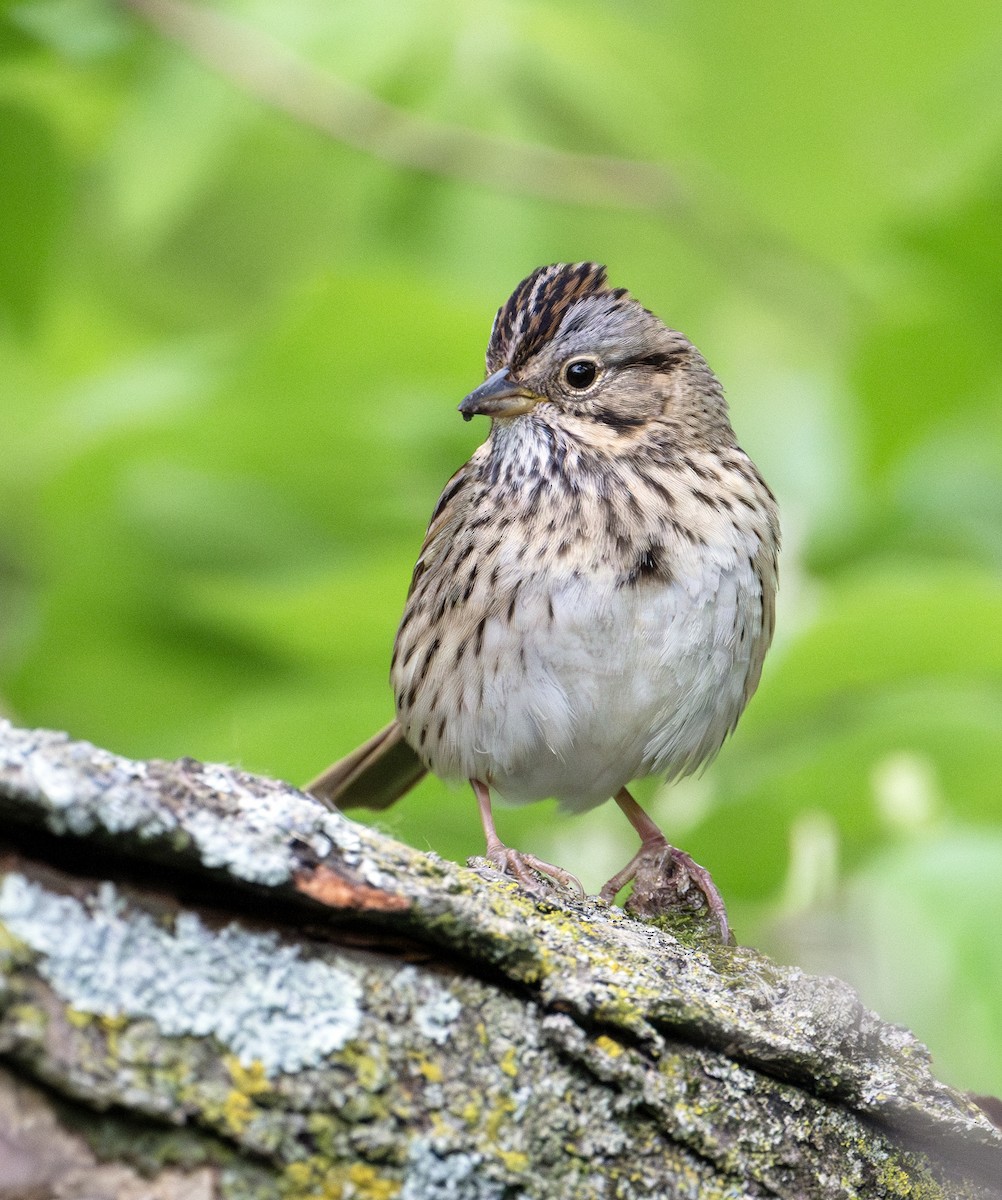 Lincoln's Sparrow - ML619519494