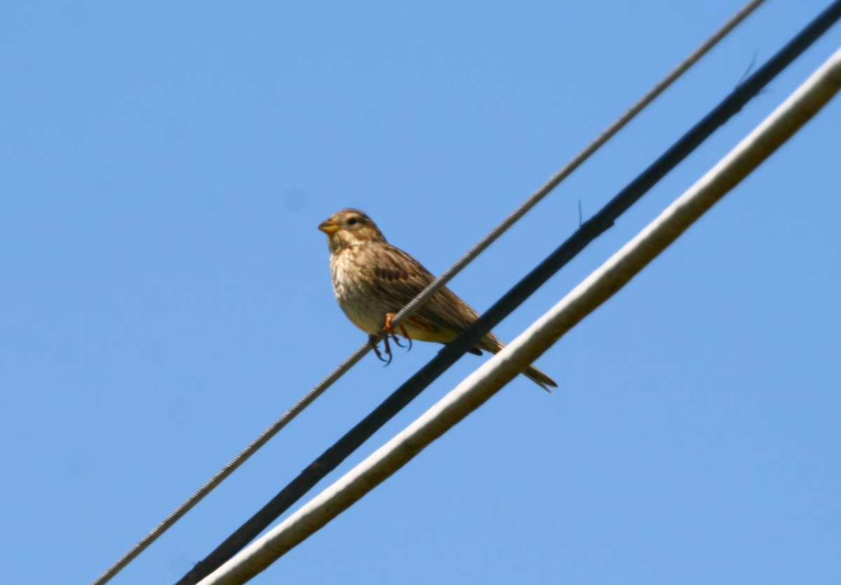 Corn Bunting - Elan Federico Zucchetti